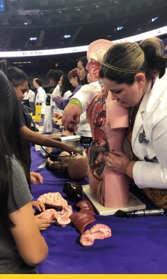 Female nursing student in white coat pointing to different organ on a mannequin.